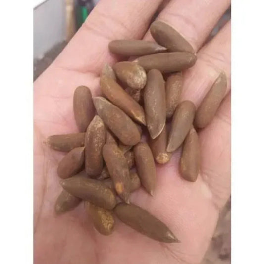 Buy Fresh Pine Nuts (Chilgoza) With Shell 1kg – Best Price