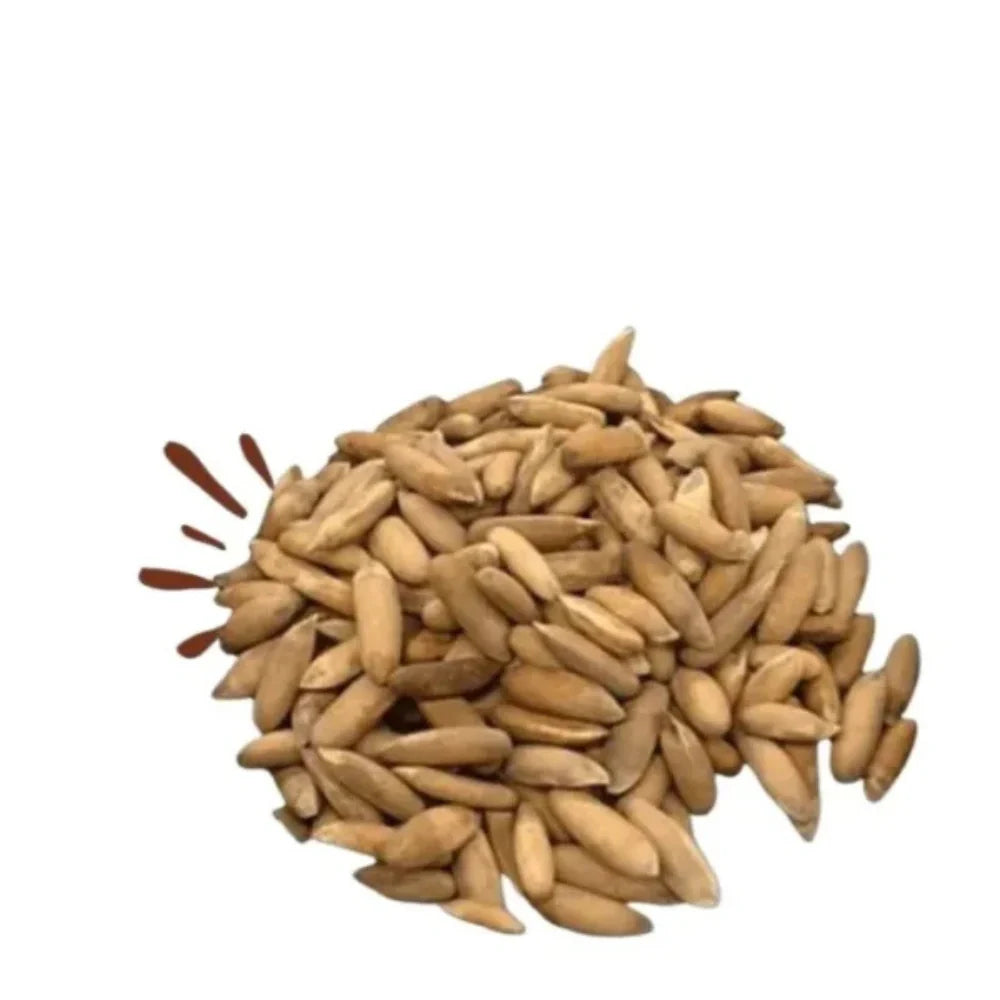 Buy Fresh Pine Nuts (Chilgoza) With Shell 1kg – Best Price