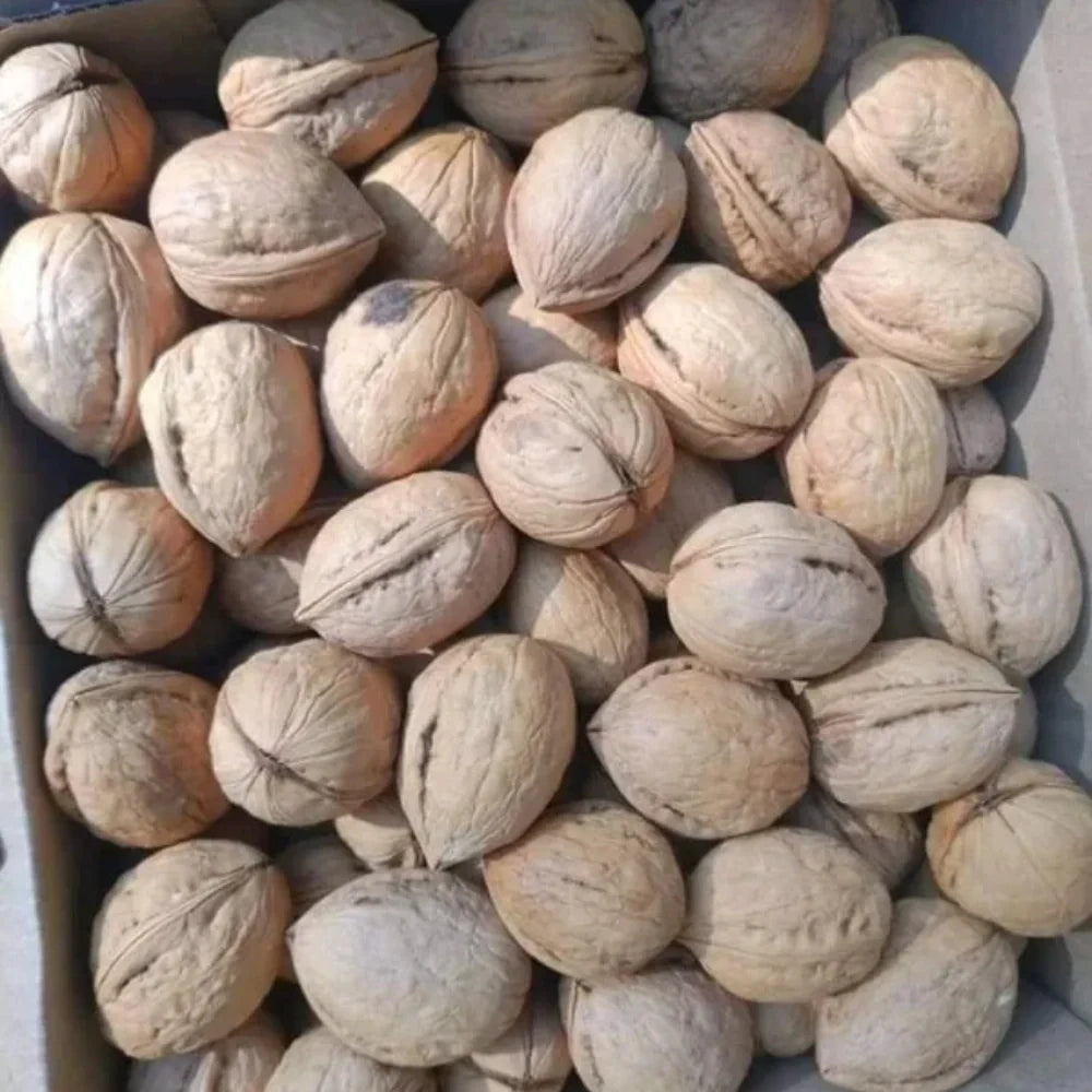 تازہ خشک چترال اخروٹ (اخروٹ) 1 کلو گرام - پریمیم کوالٹی