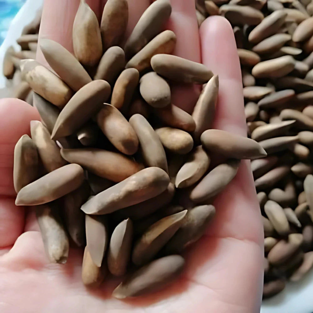 Buy Fresh Pine Nuts (Chilgoza) With Shell 1kg – Best Price