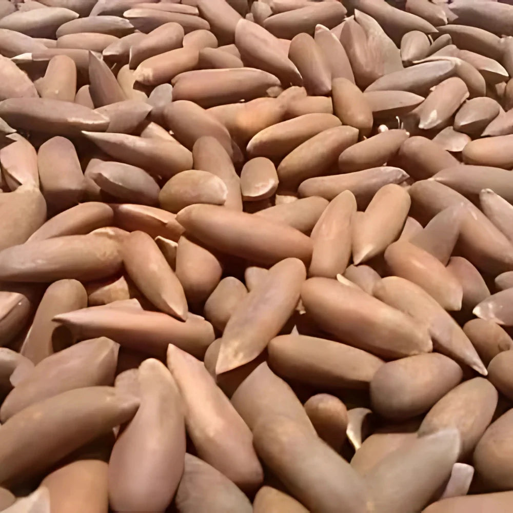 Buy Fresh Pine Nuts (Chilgoza) With Shell 1kg – Best Price