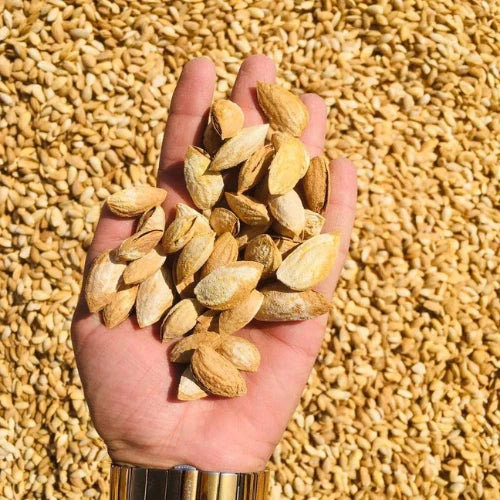 Buy Almond with Shell 1kg - Premium Quality & Freshness